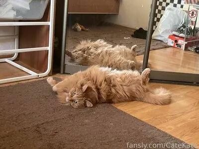 CateKate