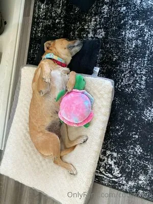 cocovandi