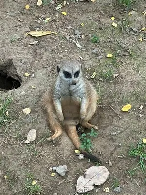 copiekat8