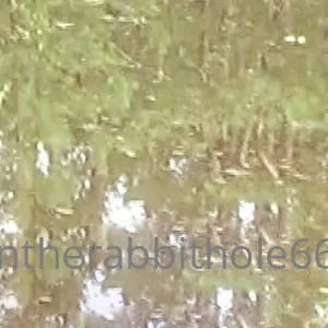 downtherabbithole666