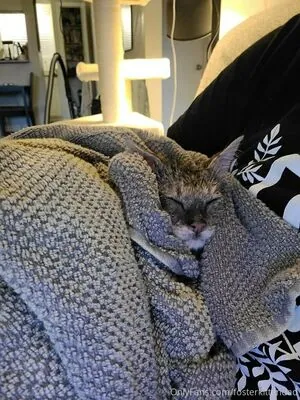 fosterkittendad