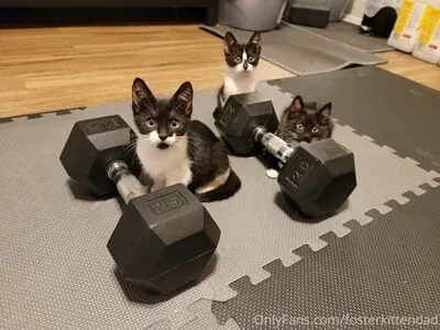 fosterkittendad