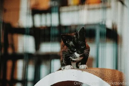 fosterkittendad
