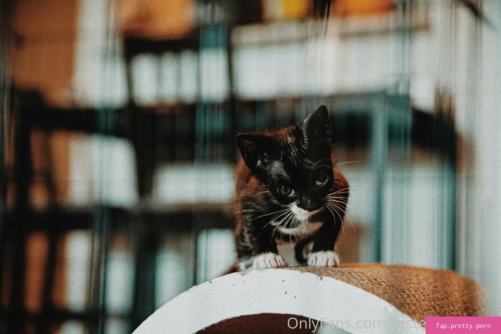 fosterkittendad - Photo #45
