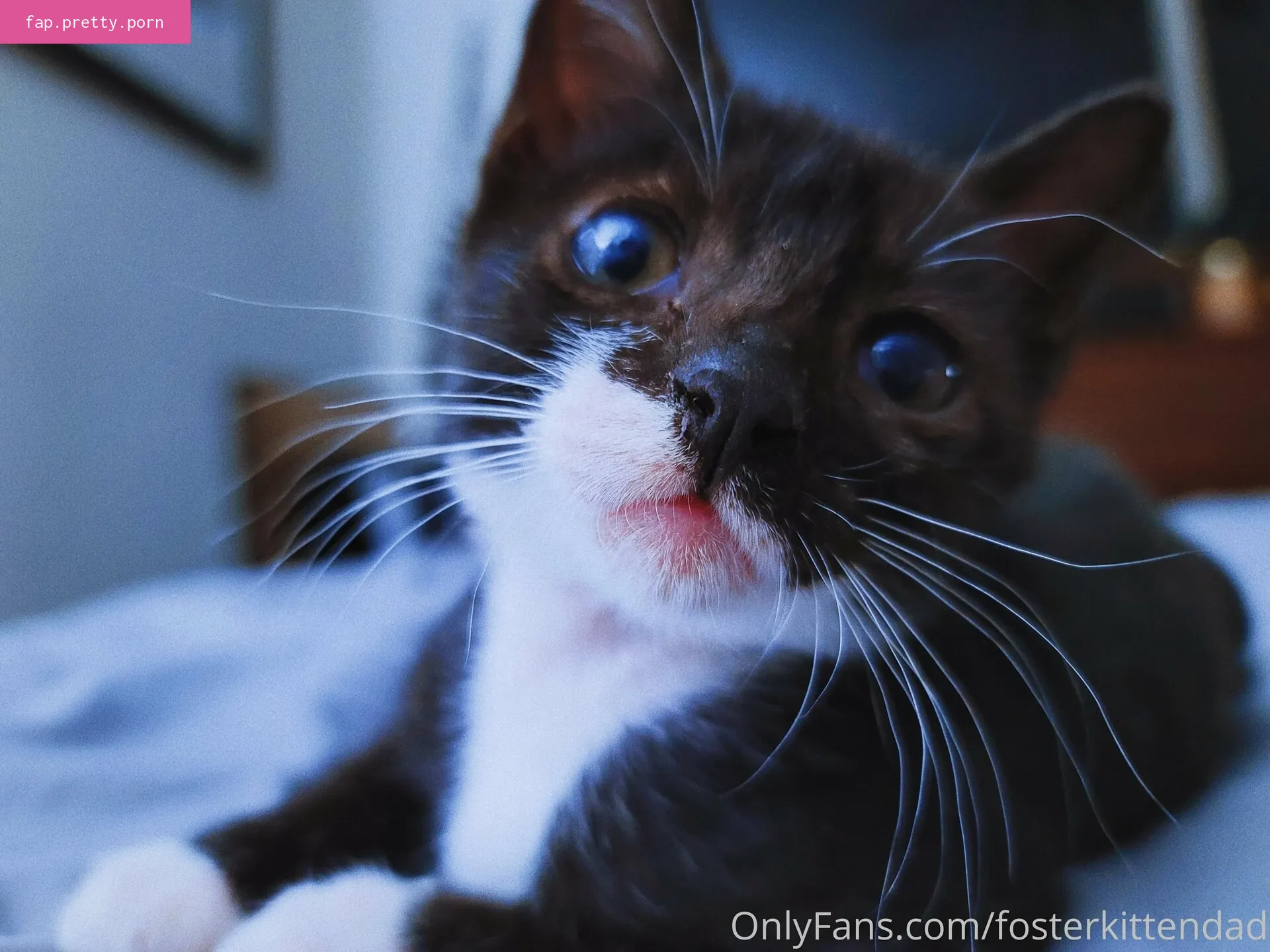 fosterkittendad - Photo #57