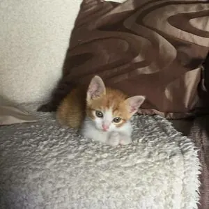 Gatina 22