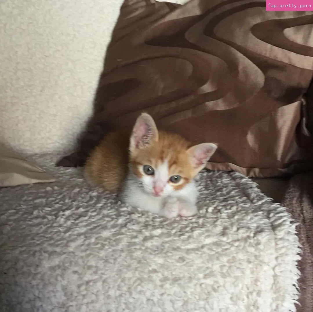 Gatina 22 - Photo #34