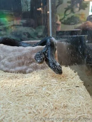 geekikitten