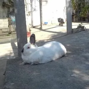 Hairy Luvo