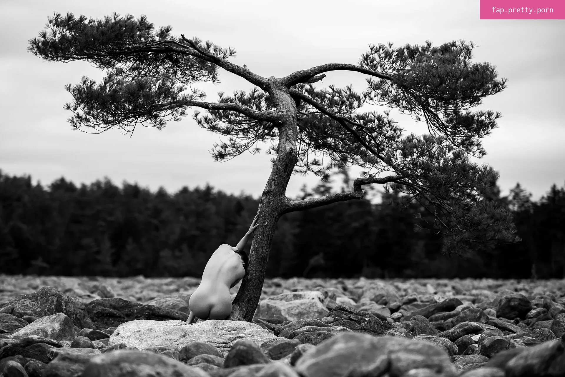 Icelandic Selkie - Photo #59