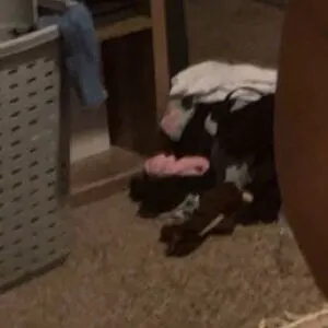 Justanotherebony / swizzllee / Maple Mudd