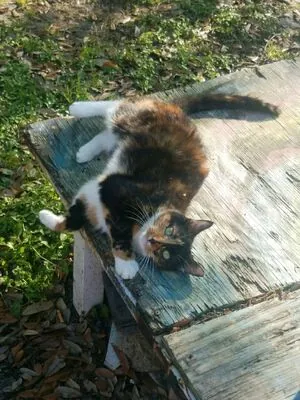 katcalico