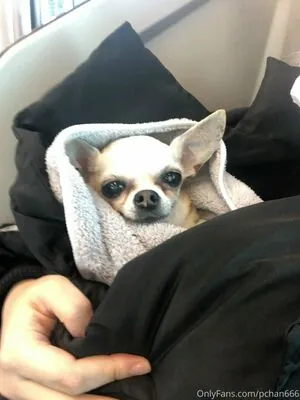 Pchan 666