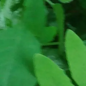 sammisinclair