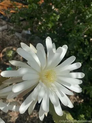 tallielorain