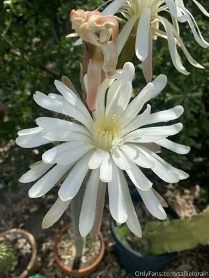 tallielorain