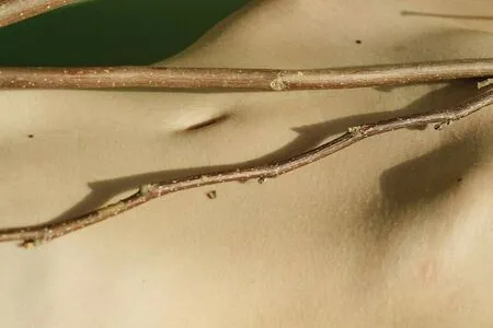 Tanya Asmodeus